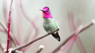 Burung Cantik Dan Langka
