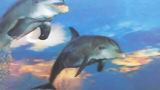 Dolphins Photo