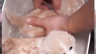 The kitten is taking a bath