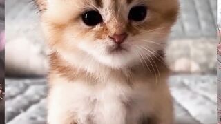 Funny kitten