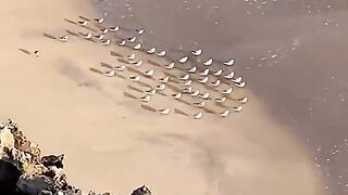 Amazing Scene # funny Birds clip new 2023