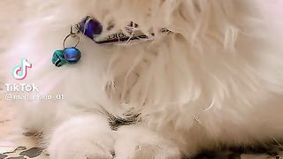 Cat Video