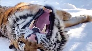 Tiger ????
