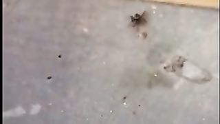 Spider trying to climb