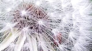 SUBHAN ALLAH _ Tasbeeh_ Nature_ Ladybug_ Dandelion_ Beauty_ Garden_