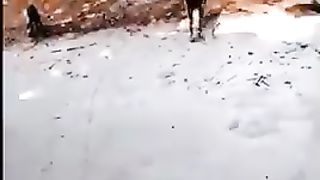 Cute Goats playing