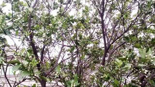 My garden  Musammi ka paudha