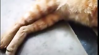 Cat sleeping
