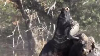 Interesting facts about African animals