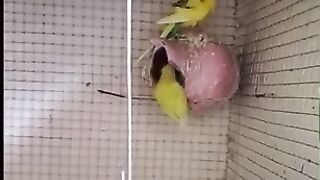 Birds chirping