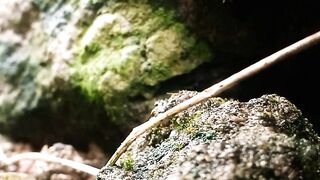Relaxing sleep videos and small ant