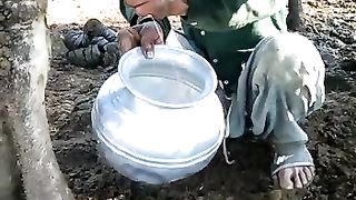 The cow is giving milk