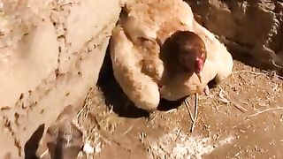 Emak Ayam vs Ular Cobra
