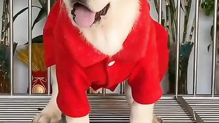 Labrador cute puppy ❤️????