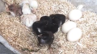 Pure Aseel Hens With New Born Chicks| Aseel Breeds