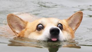 Corgi cute dog funny videos clips
