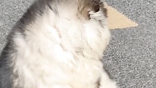 Lovely baby ❤️