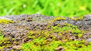 Relaxing videos green little grass