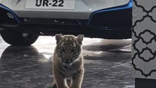 Cute animals ❤️❤️