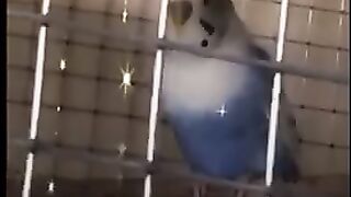 So Cute Bird