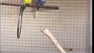 Yellow budgie bird