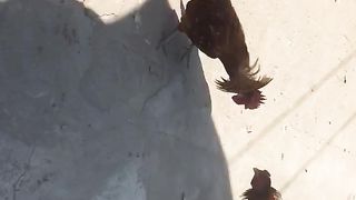 Cross Breeds Fighting | Aseel vs Desi on Rooftop