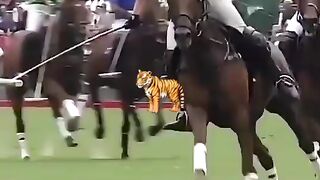 The game of king polo