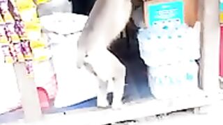 monkey and shopkeeper