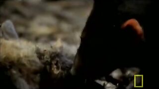 Tasmania Devil