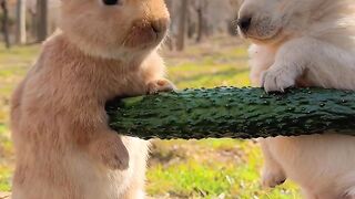 Animal loves