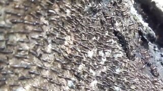 amazing army of black ants