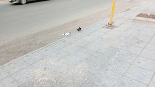 These pigeons are cute lovebirds