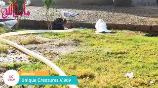 My Fancy Pigeons Love bathing Enjoying beautiful day