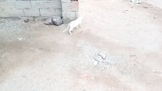 Cute stray cat