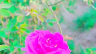 چلو سادگی ہی سہی ایک میعار تو ہے♥️