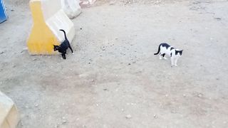 These are really beautiful stray cats