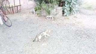 Wow That is an incredibly gorgeous green and white stray cat
