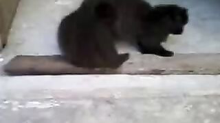 CAT DRINKS WATER