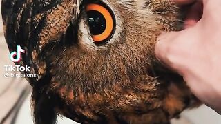 Owl pet
