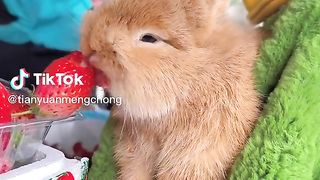 Rabbit.