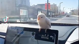 Parrot.
