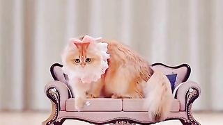 Kucing Bergaya Seperti Model
