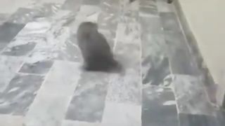 Funny Cat Fun with ball