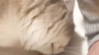 Kucingku Selalu Minta Di Manja