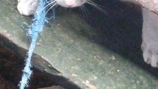 Funy cat