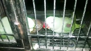 Kashmiri Pahari Parrot