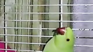Green Ringneck Mithu