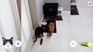 Cats vs Cucumbers Compilation