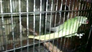 pahari parrot talking