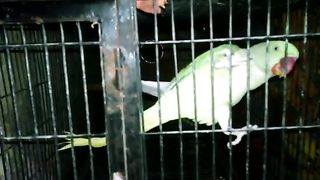 loving beautiful parrot
